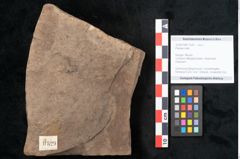 Foto (Objekt + Etikett) von Plantae indet.  (NHMW-GEO-2024-0188-11529)